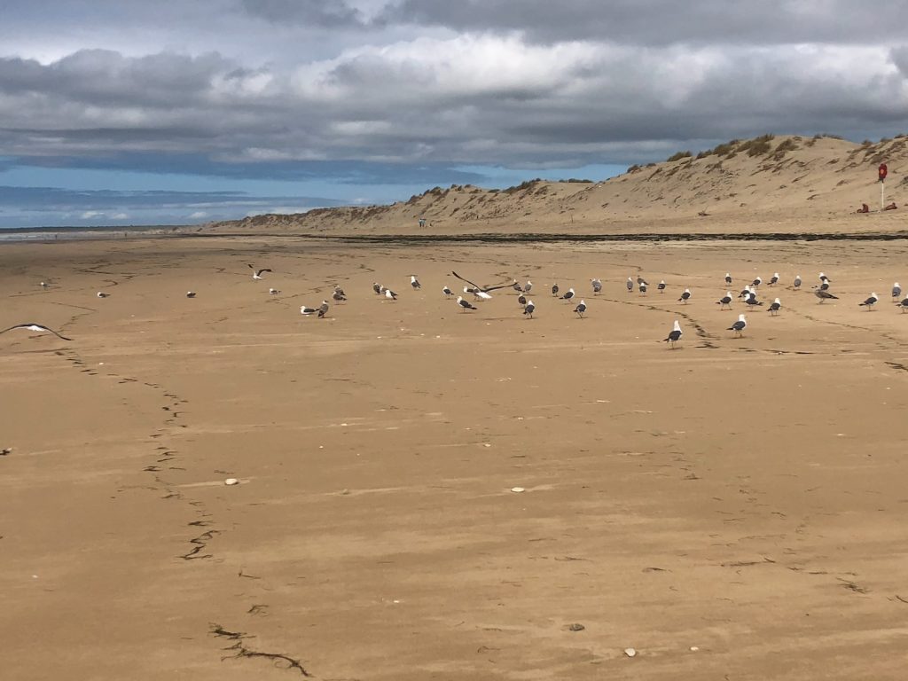 Camping les gros joncs à l'île d'Oléron en Charente-Maritime Plage