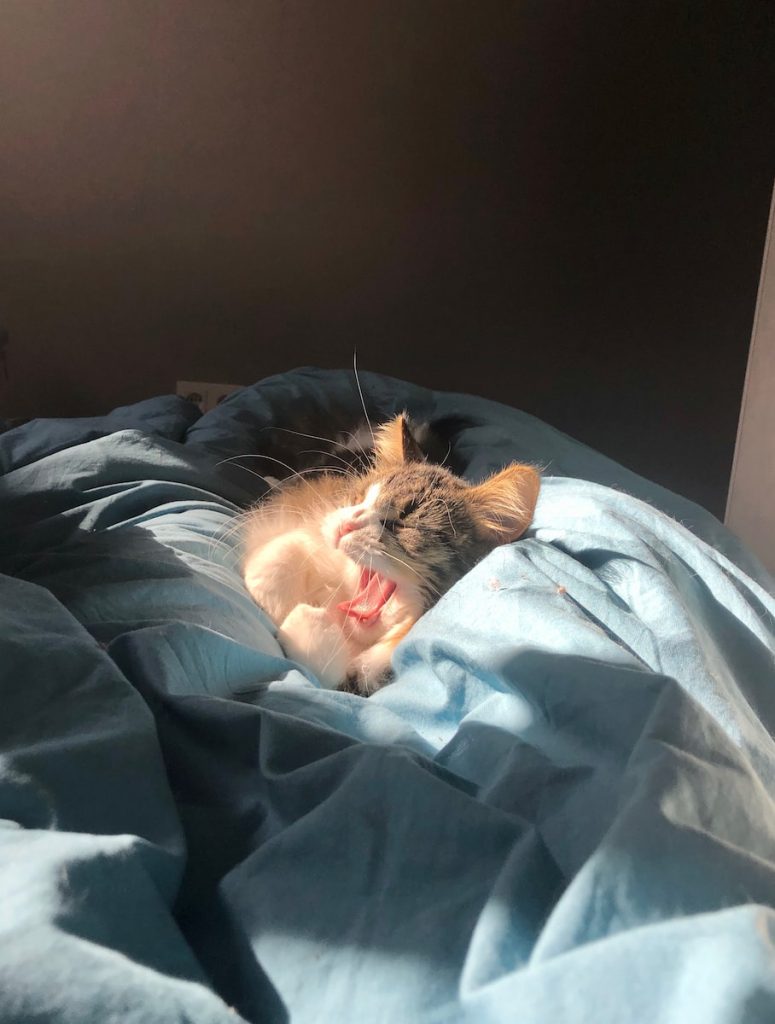 Pourquoi chat patoune pétrît frotte massage