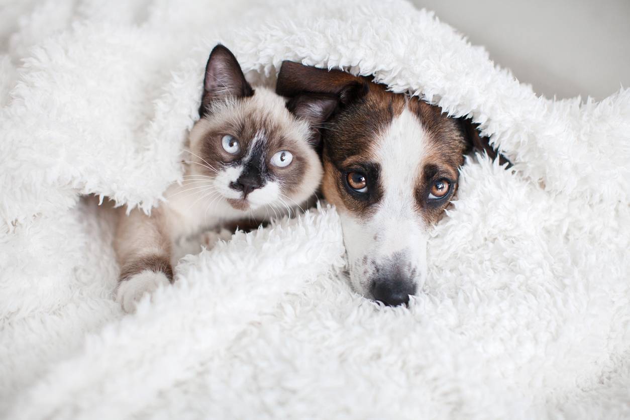 offres assurance animaux de compagnie