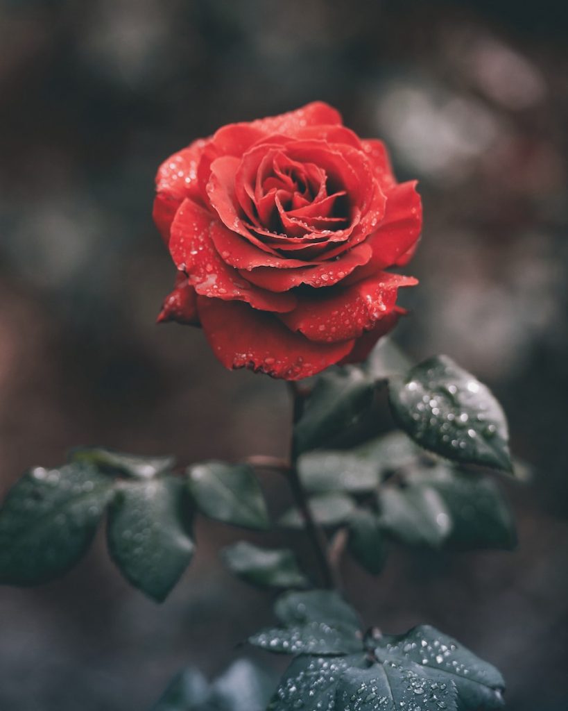 Offrir une rose à la Saint-Valentin pourquoi pas ?