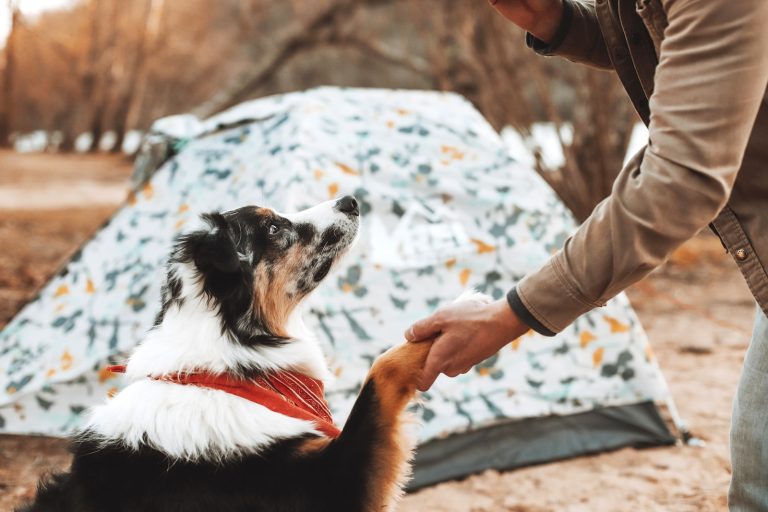 Le camping et les animaux de compagnie : compatibles ?
