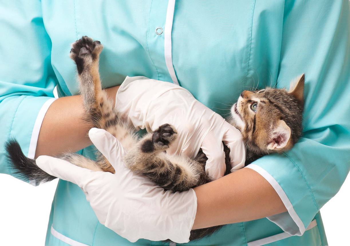 souscription assurance santé chat