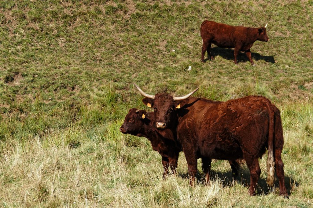 Spécialités d'Auvergne