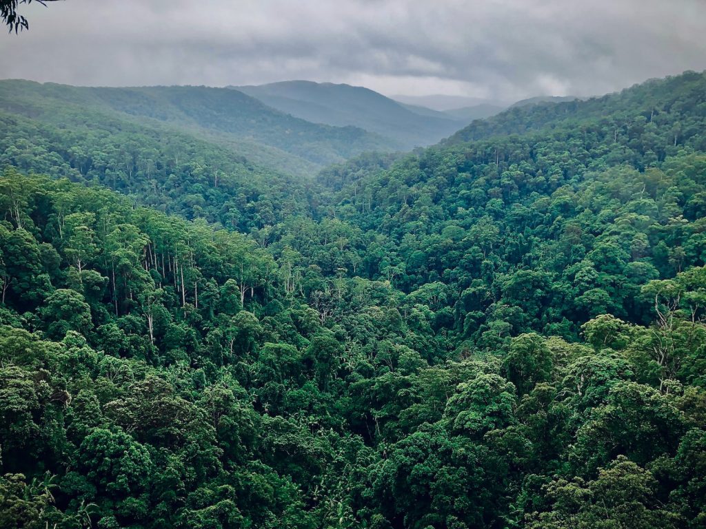plus grandes forêts tropicales monde