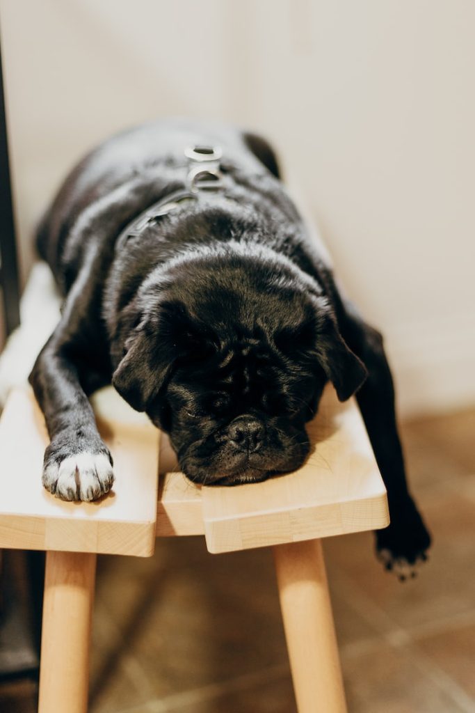 comment laisser chien seul plus longtemps