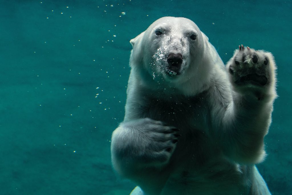 animaux les plus lourds au monde