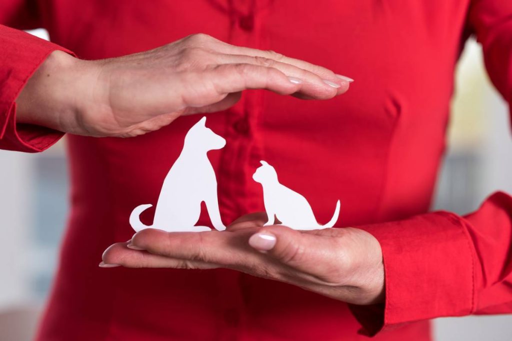 Comment fonctionne une assurance pour animaux de compagnie ?