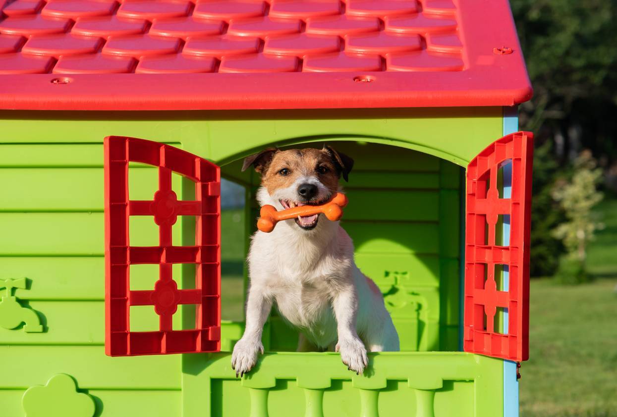 chien niche XXL