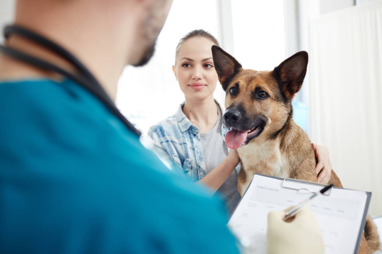 assurance animaux