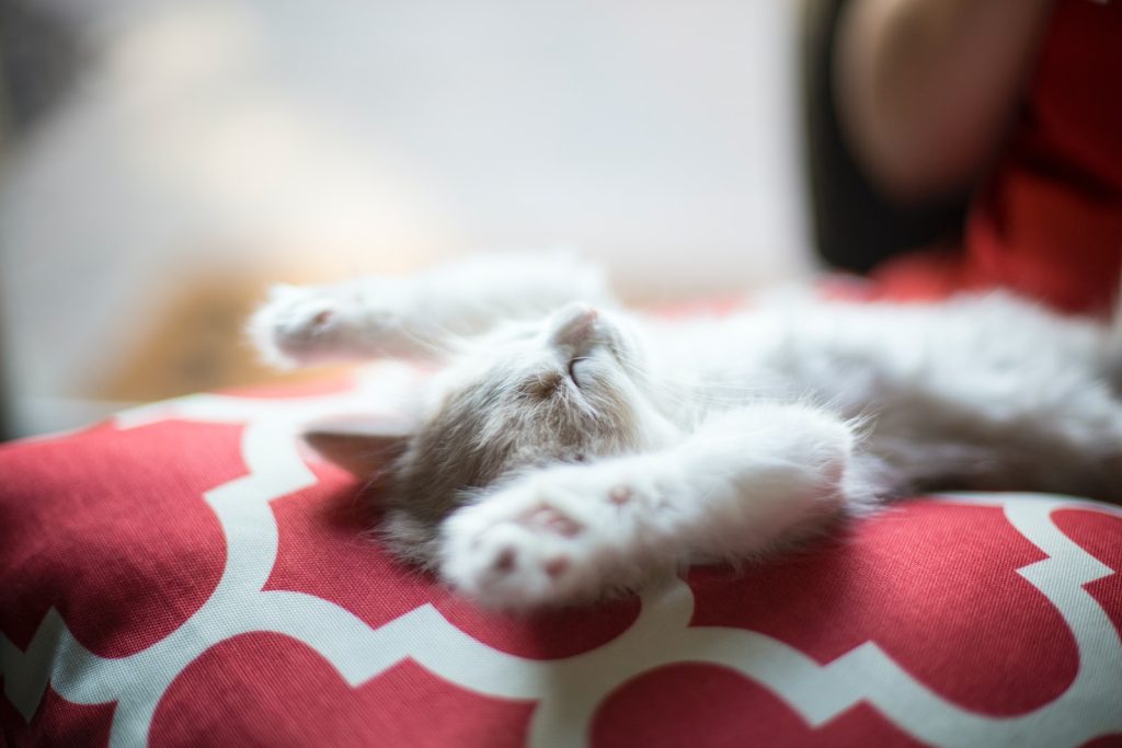 Pourquoi chat patoune pétrît