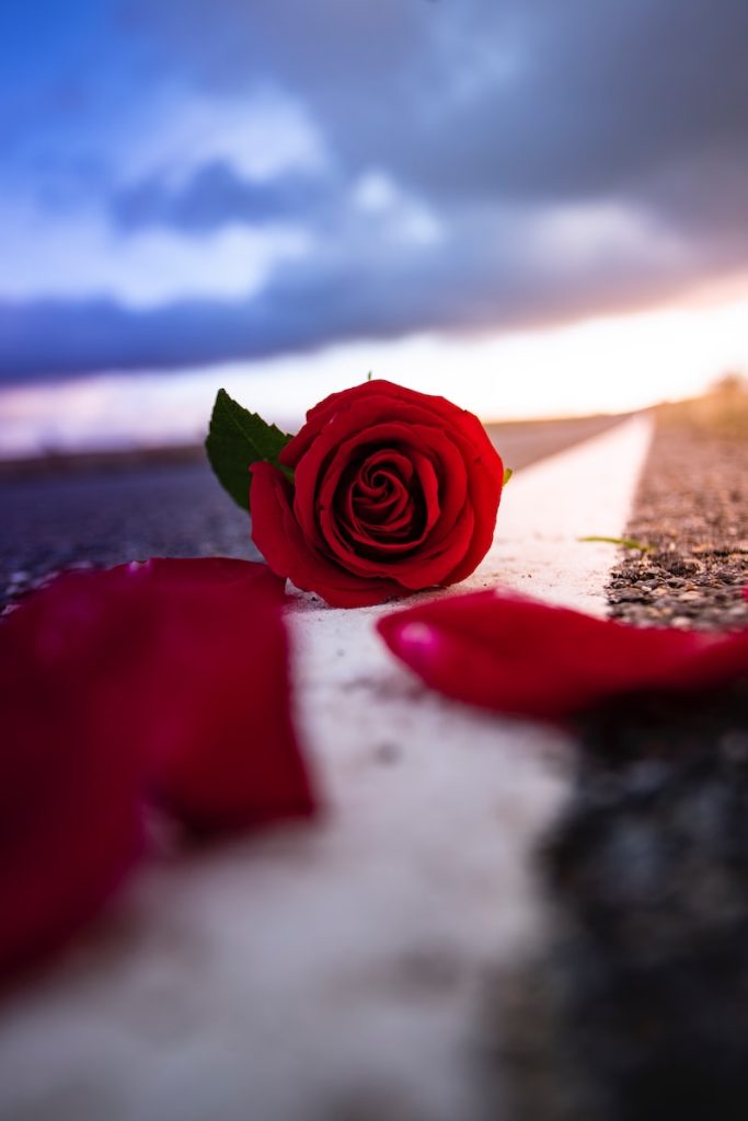 Offrir rose saint valentin