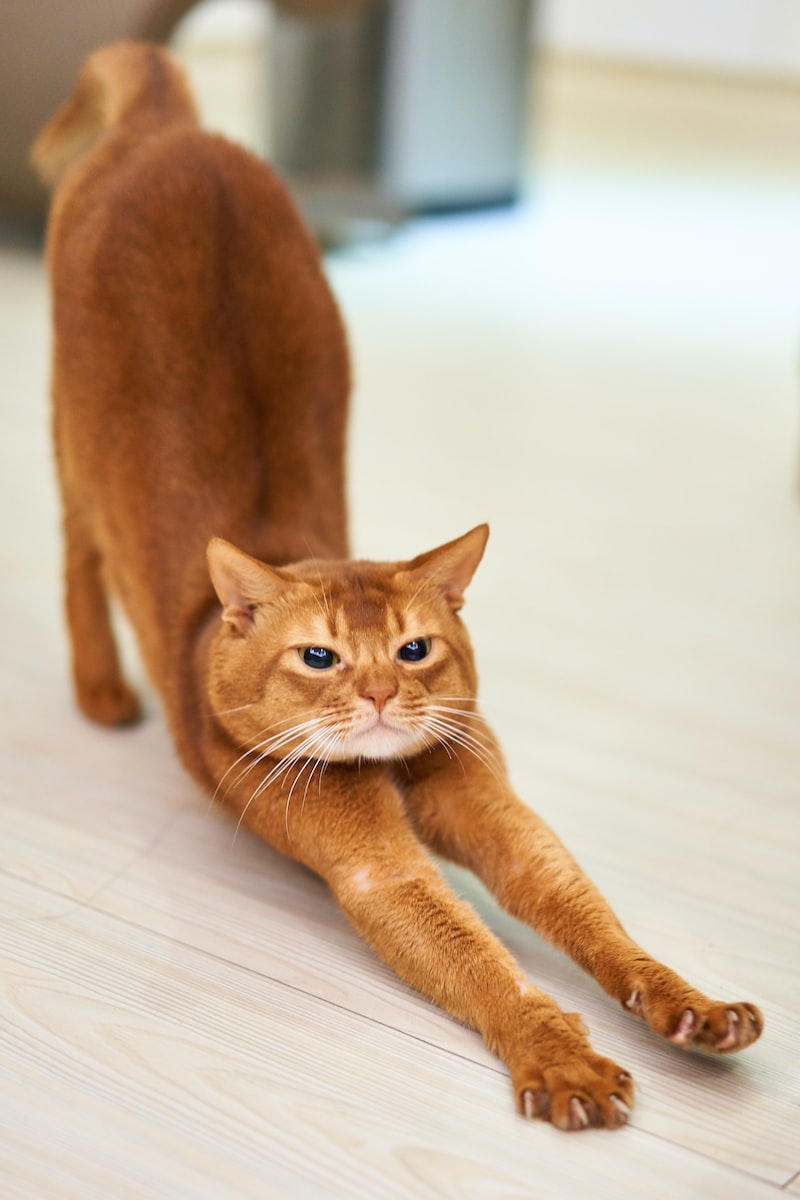 Un chat qui patoune qu'est ce que cela signifie ?