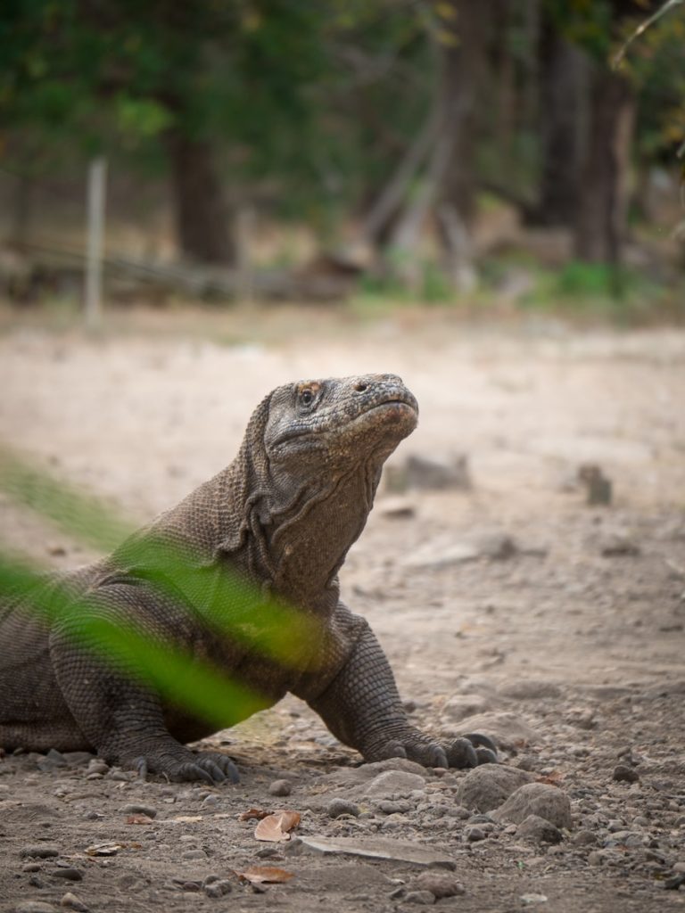 Top pays les plus riches en biodiversité de la planète
