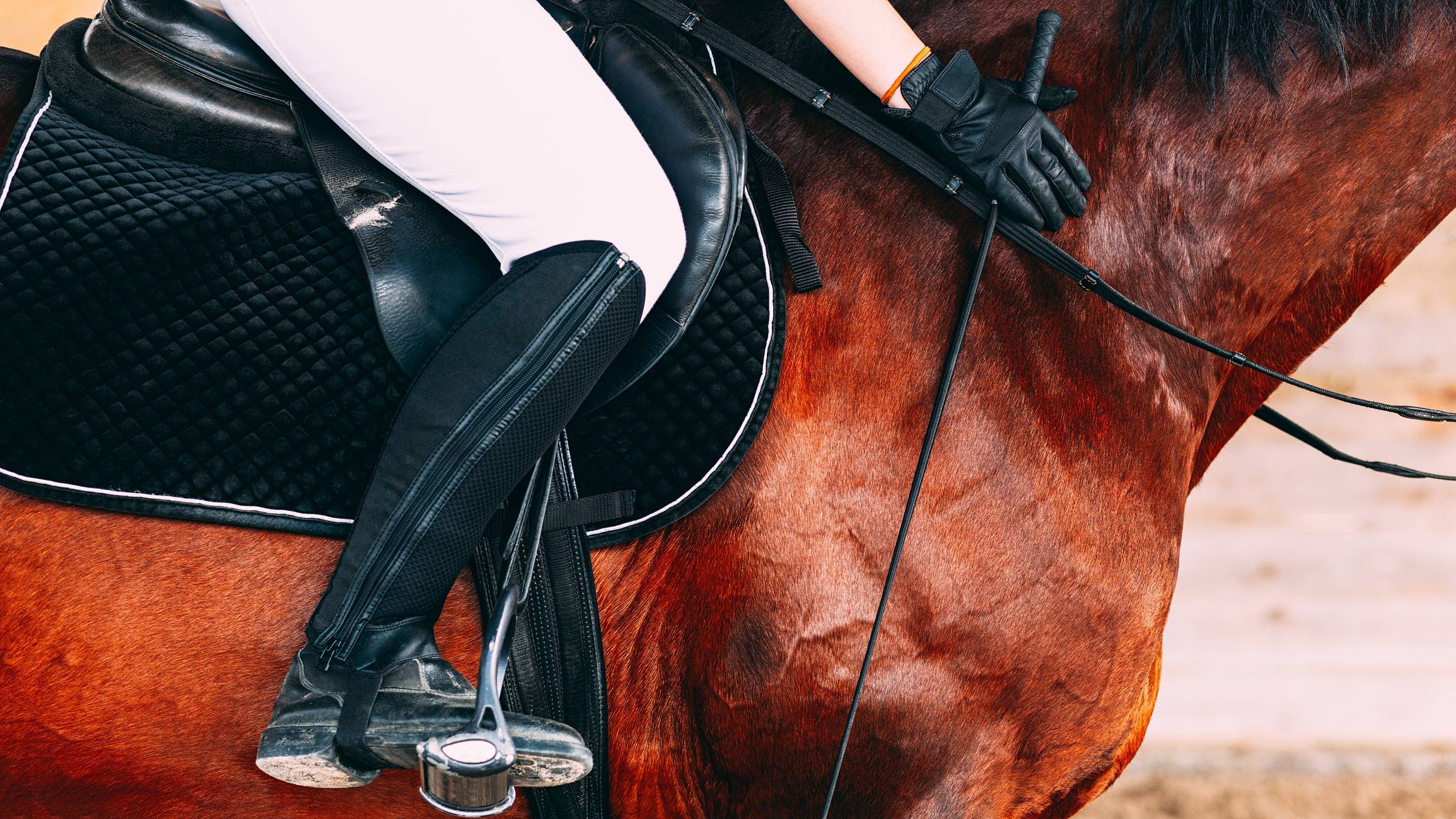 tapis de selle Kentucky