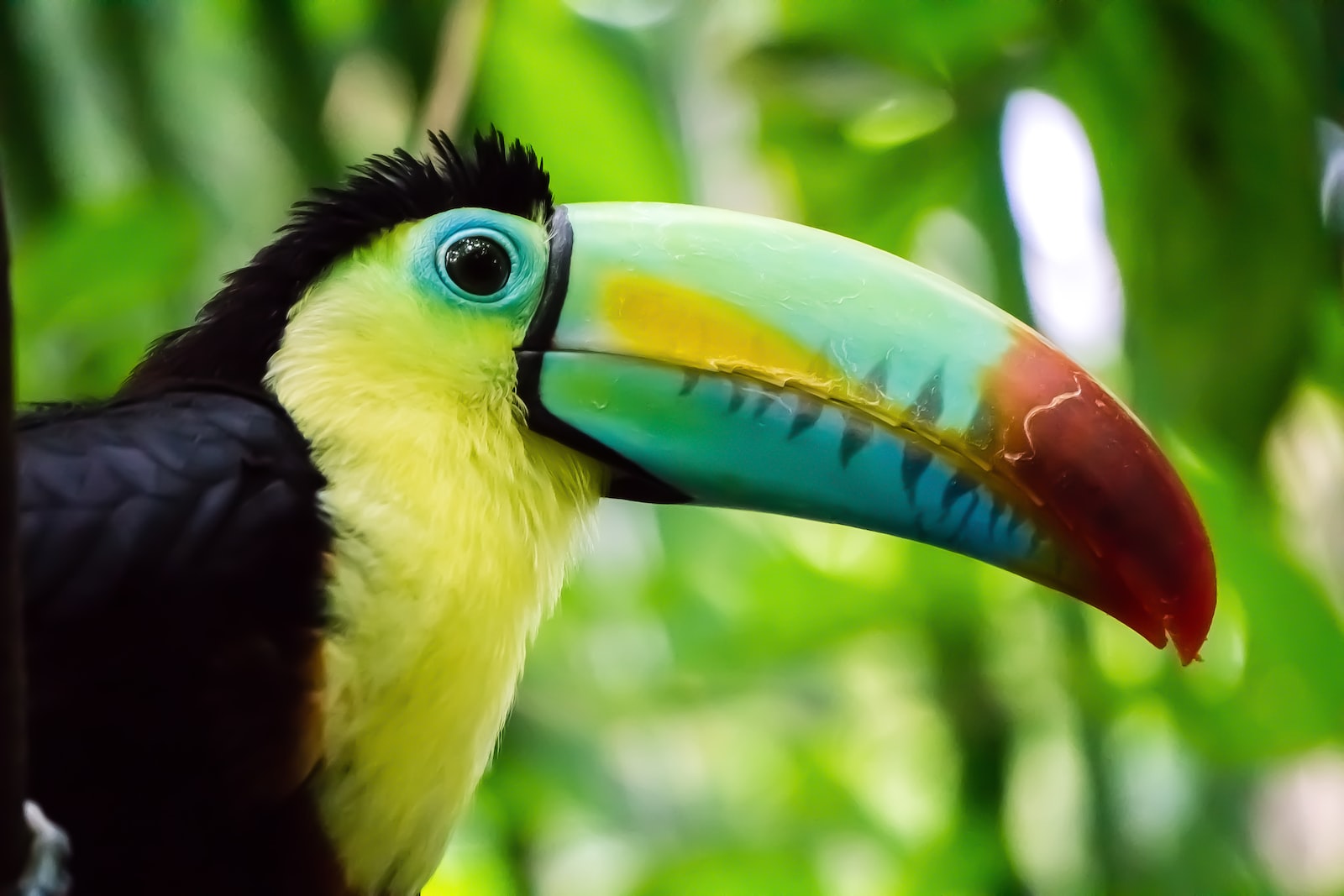 Top 10 des pays les plus riches en biodiversité de la planète