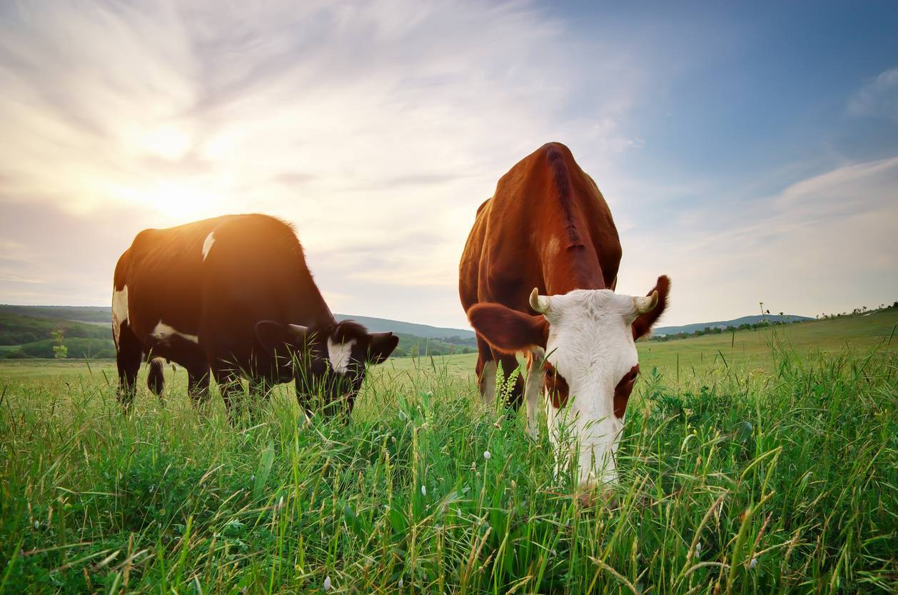 alimentation vaches et bovins
