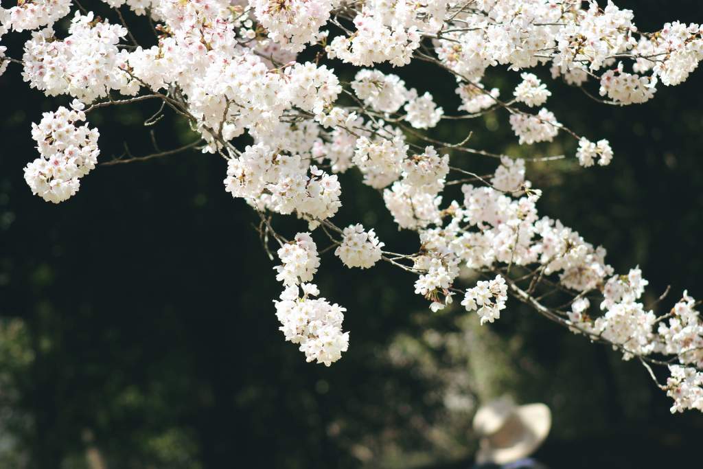 19 avril - plare.