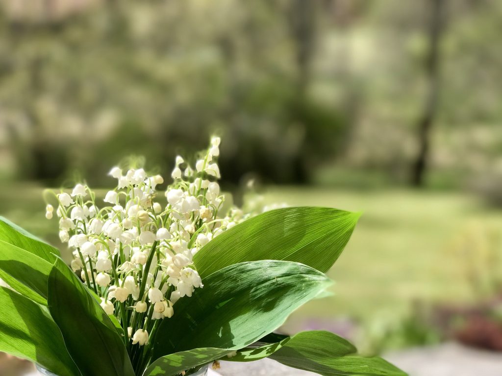 1er mai - plare.