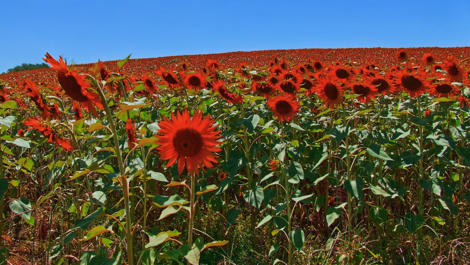 5 conseils pour observer la faune et la flore en montagne en été red flowers during daytime