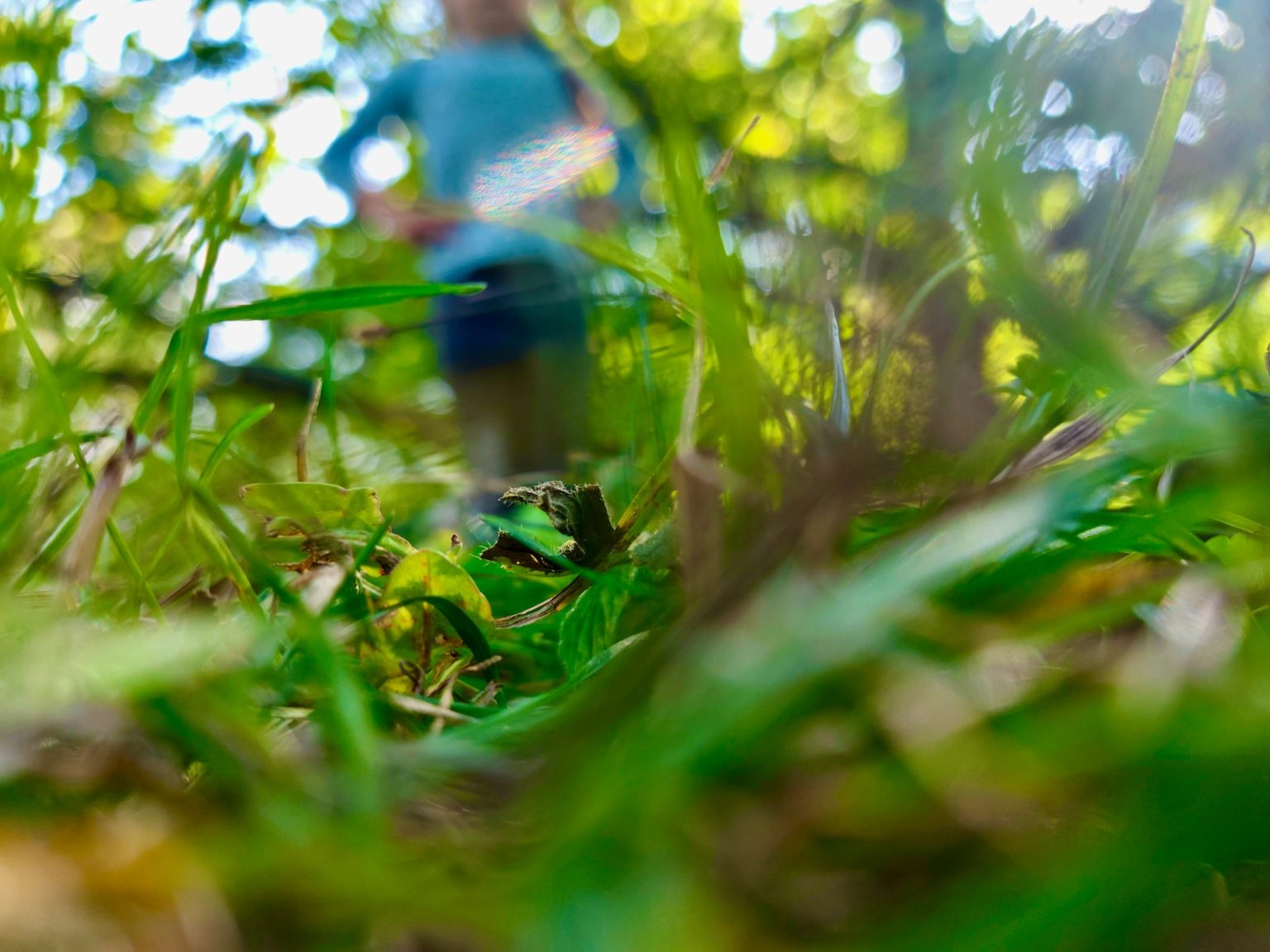 Les 7 meilleures destinations pour les amateurs de café du monde entier a blurry photo of a blue fire hydrant in the grass