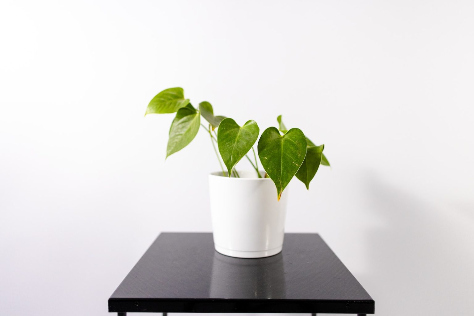 Top 5 des astuces pour prendre soin de vos plantes d’intérieur green plant in white pot on black wooden table