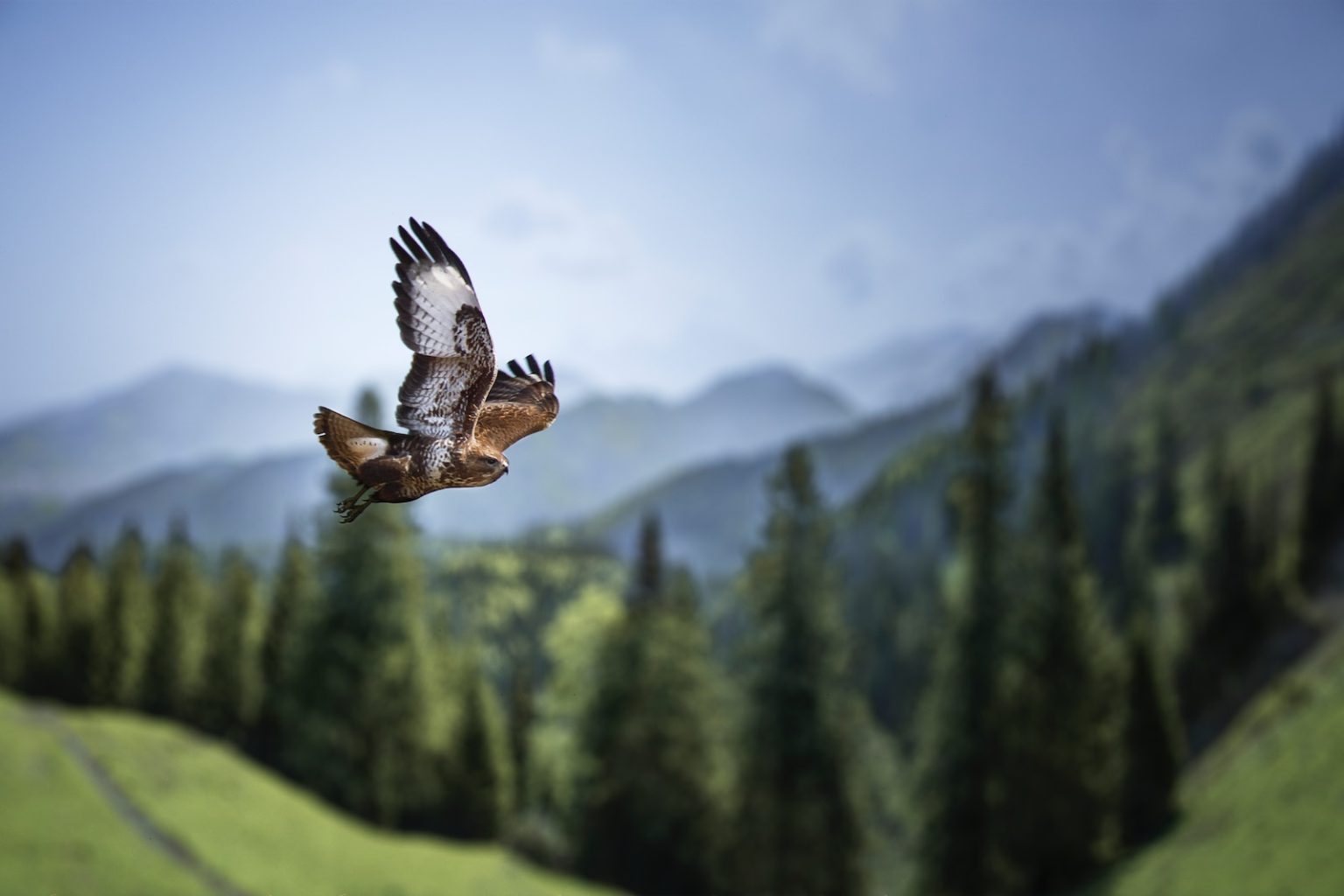 10 activités insolites à pratiquer en montagne pendant l’été a bird flying over a lush green hillside