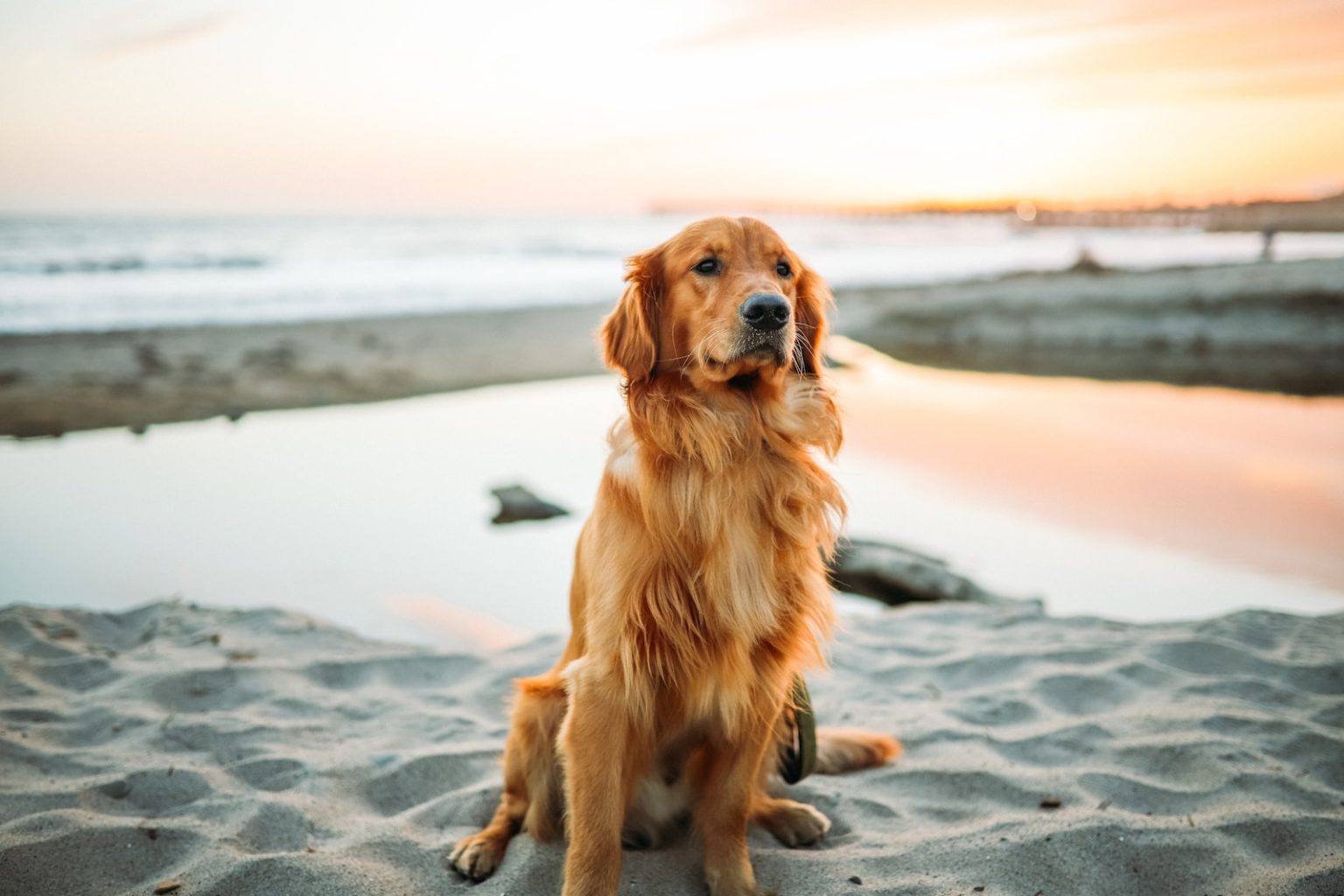 Est-ce qu’un Golden Retriever peut défendre son maitre ? adult dog sitting on white sand near seashore