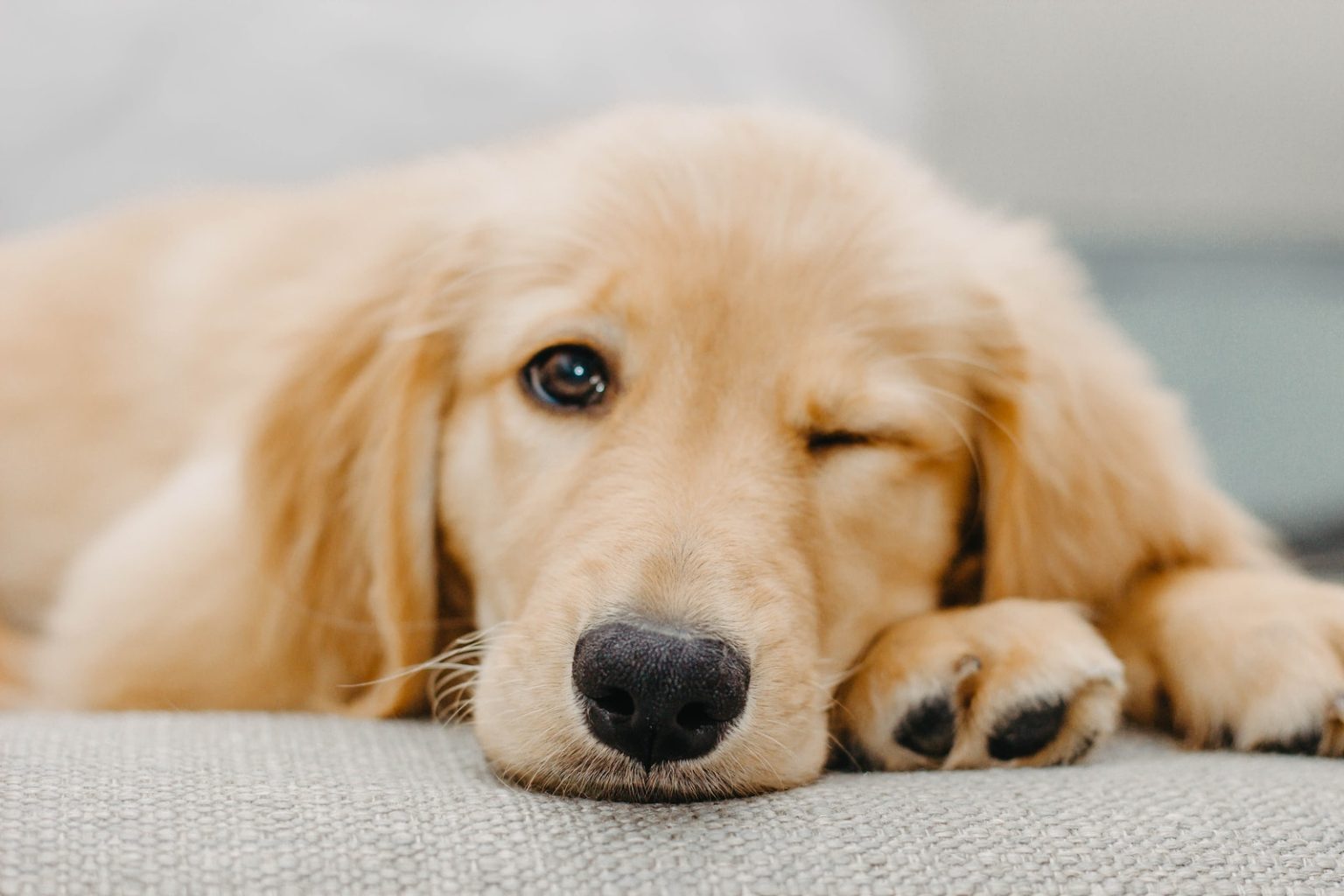Golden retriever – Tout ce que vous devez savoir golden retriever puppy lying on white textile