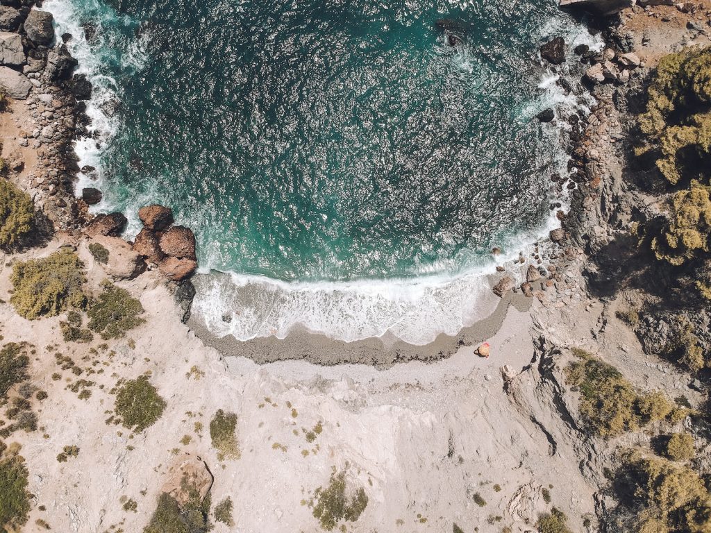 seashore with trees