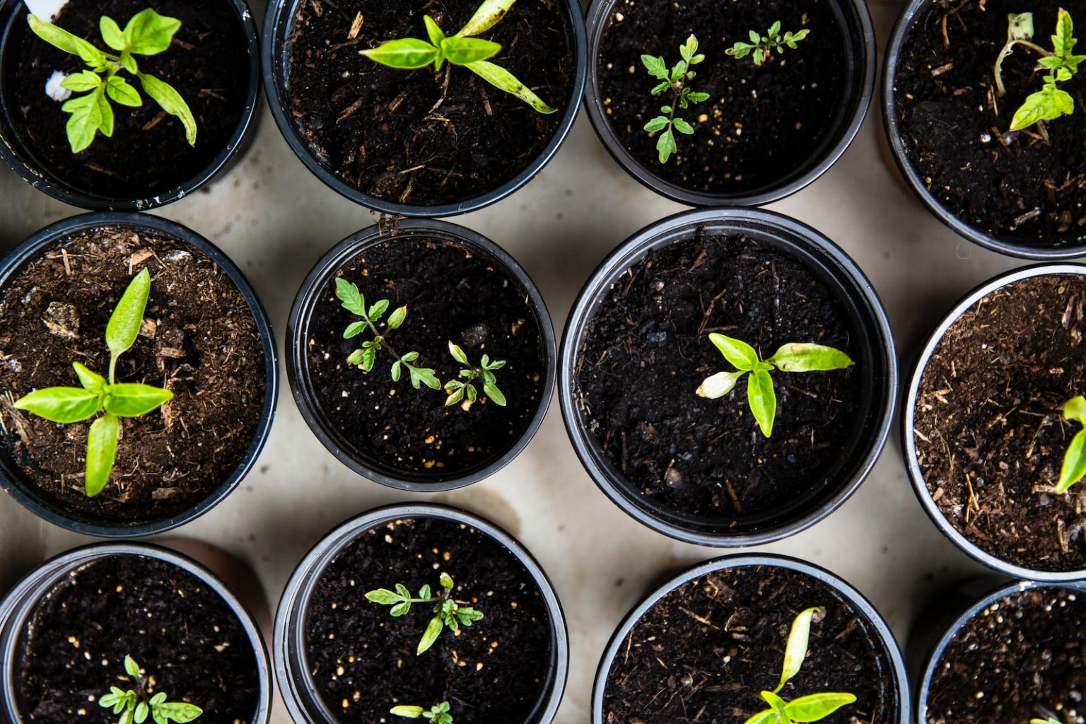 Guide ultime : Cultiver un potager de balcon bio en ville facilement green leafed seedlings on black plastic pots