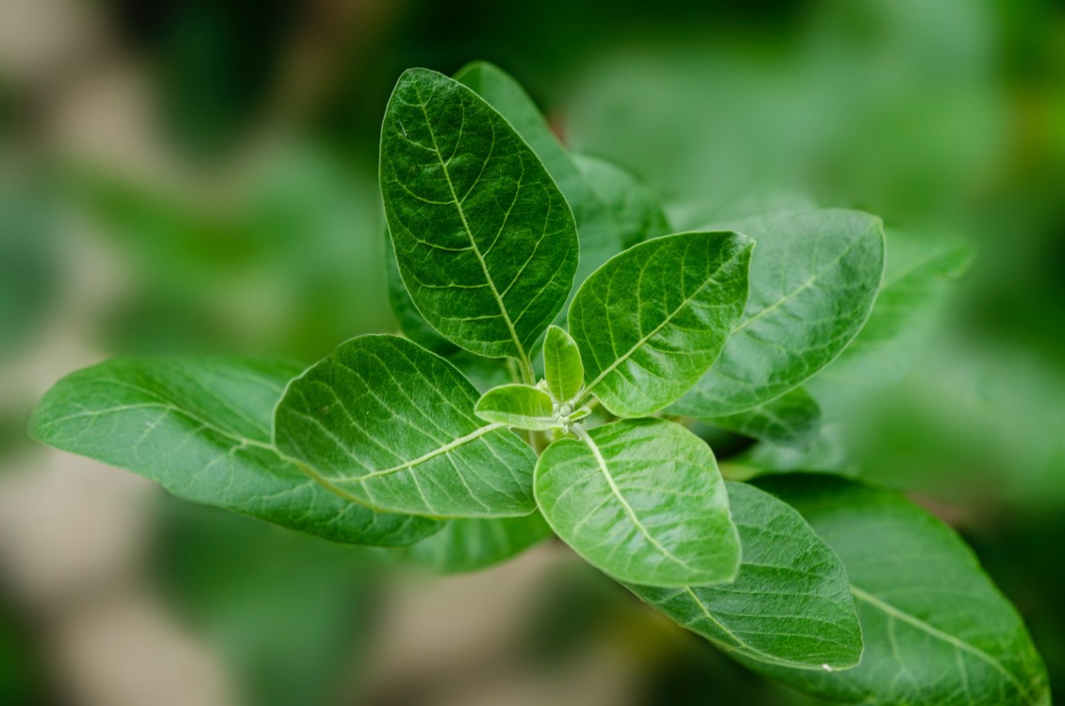 Découvrez l’Ashwagandha: Plante adaptogène aux multiples bienfaits santé green leaf plant