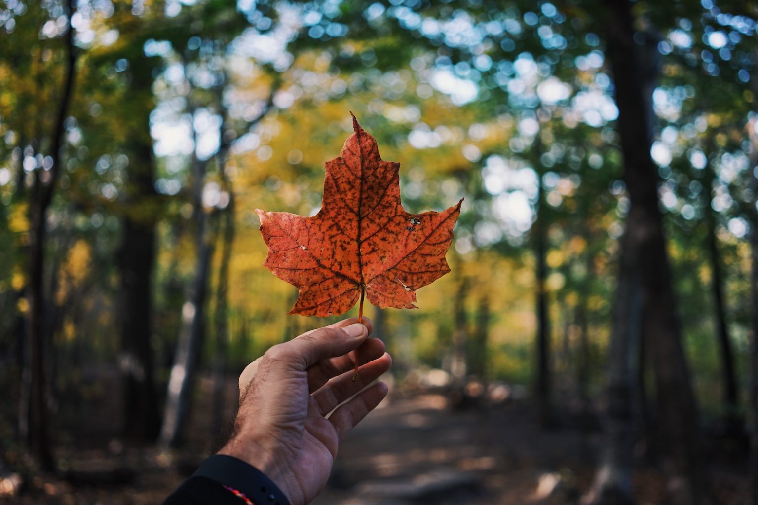 Découvrez le Canada : Guide complet pour un voyage inoubliable person holding maple leaf