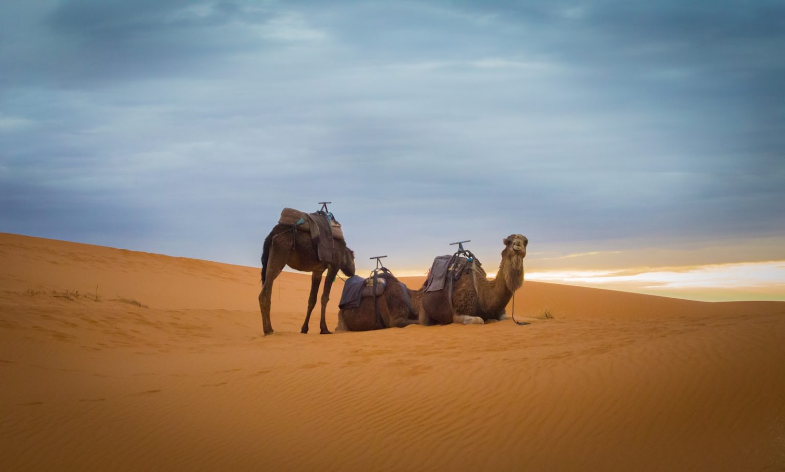 Quelles destinations incroyables vous allez découvrir pour assouvir votre soif d’aventure ? three brown camel in desert during daytime