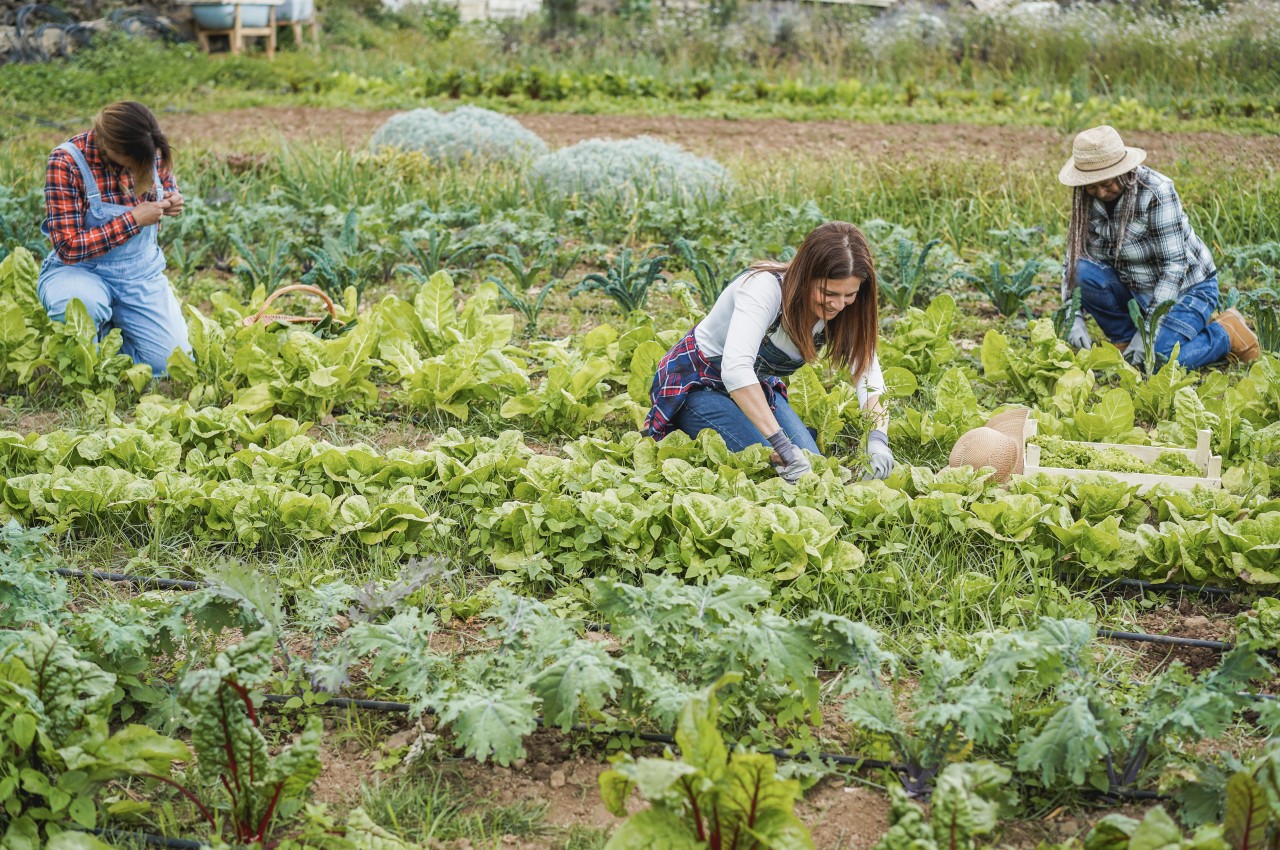 1719056627 872 10 conseils eprouves pour creer un jardin durable et - plare.