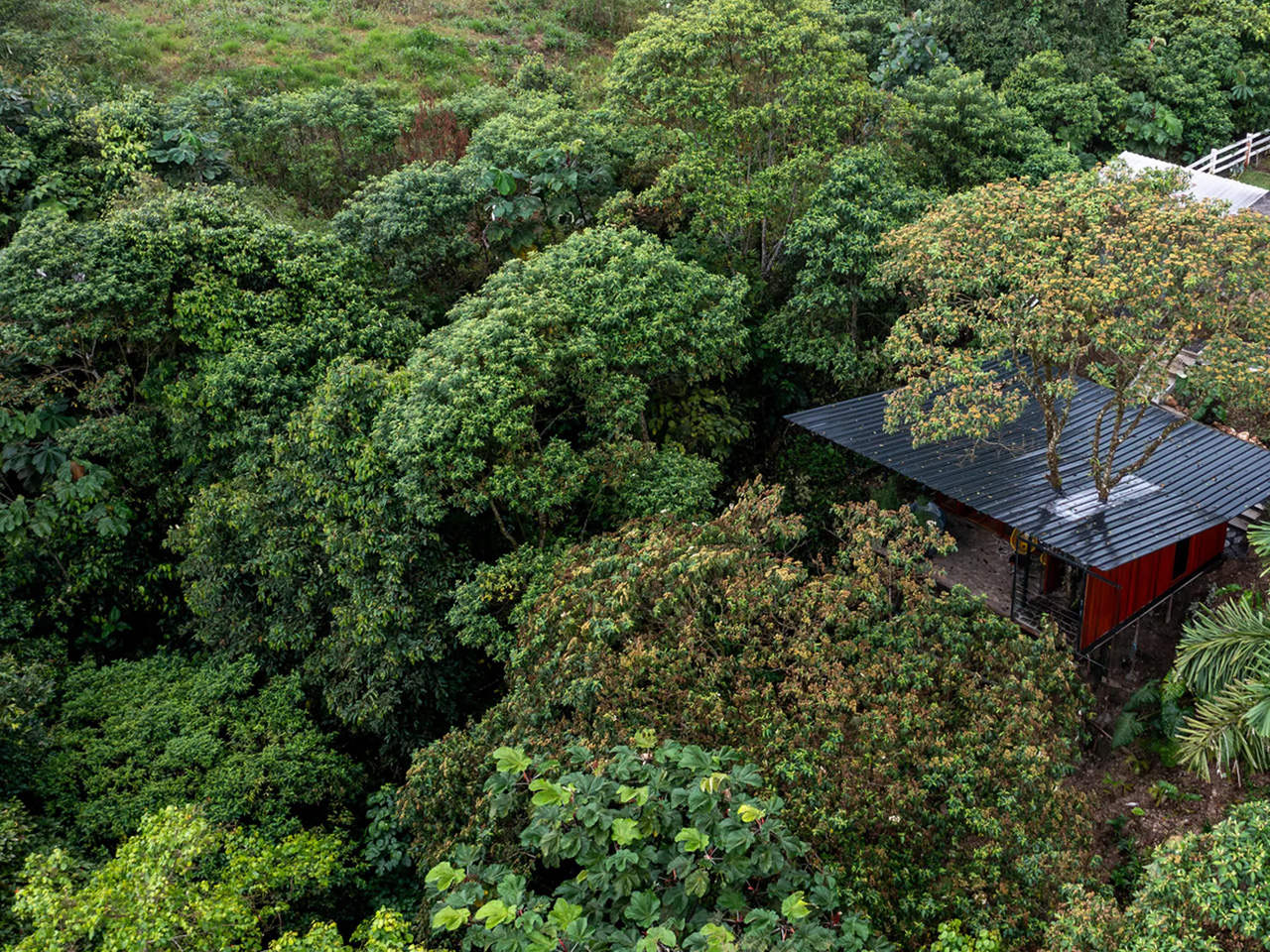 1729998706 311 Ce magnifique lodge de la foret amazonienne est construit autour - plare.
