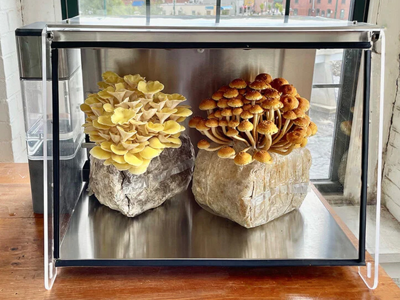 1730215435 357 Pourquoi le mycelium est il le heros durable des materiaux de - plare.