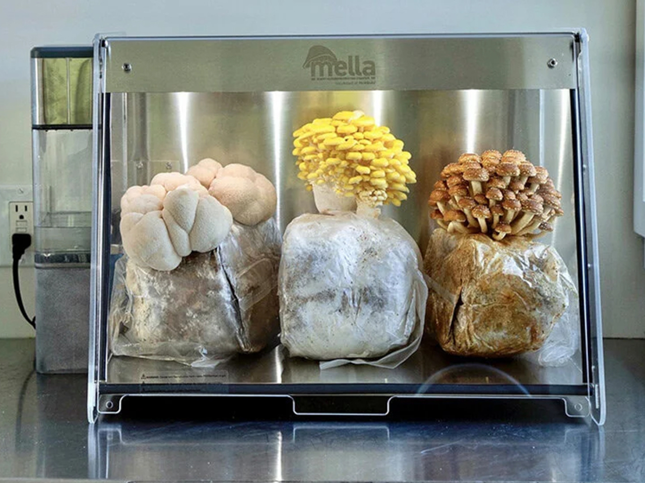 1730215436 631 Pourquoi le mycelium est il le heros durable des materiaux de - plare.