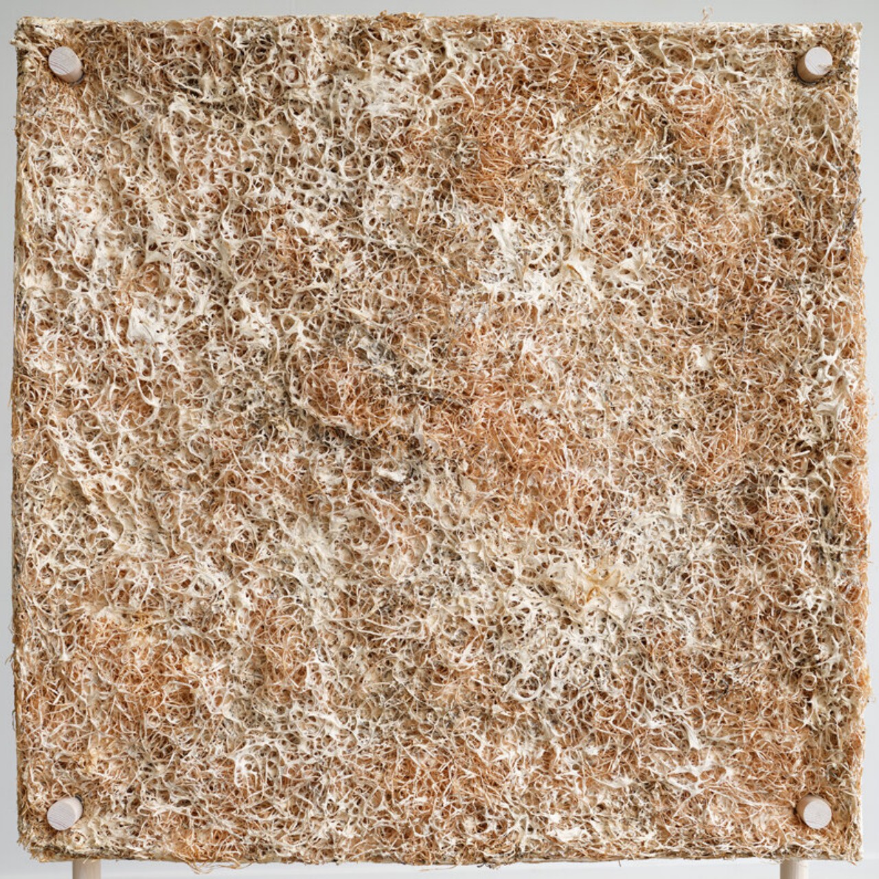 1730215442 643 Pourquoi le mycelium est il le heros durable des materiaux de - plare.