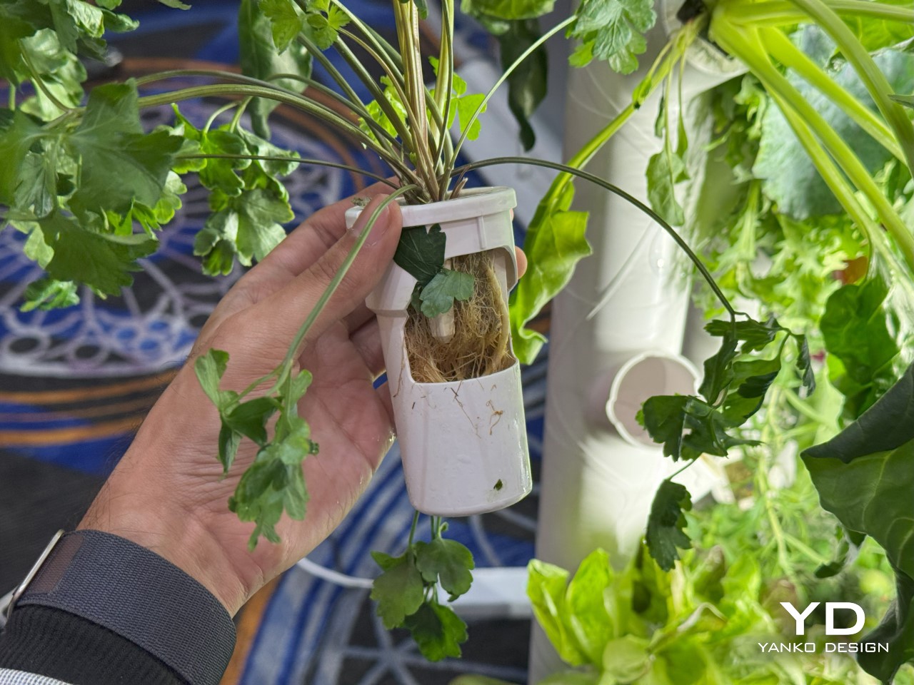 1736736465 657 Decouvrez le Jardiniere Innovante Cultivez Jusqua 30 Plantes Sans - plare.