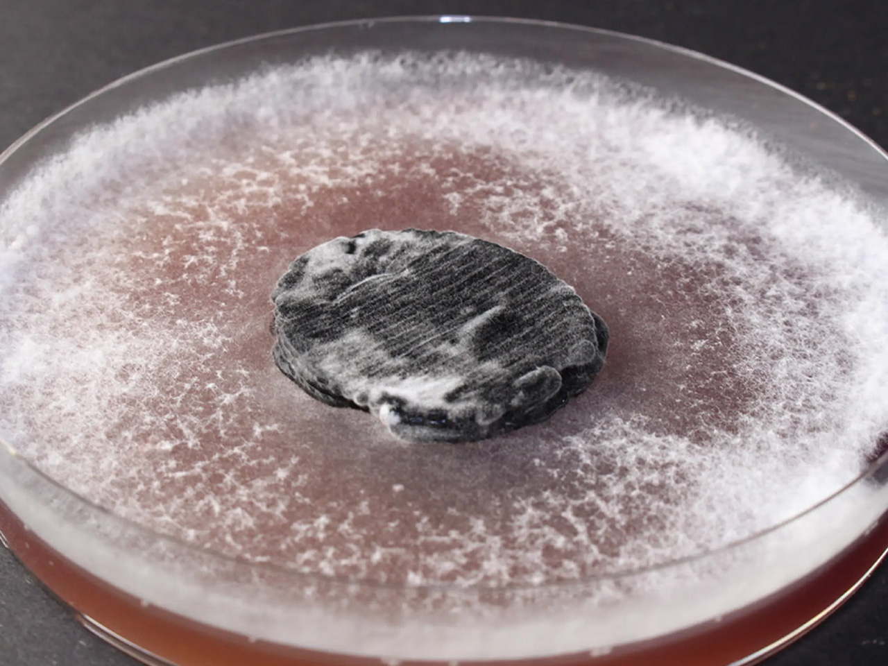 Decouvrez la Batterie Biodegradable en Fungi qui Revolutionne les Capteurs - plare.