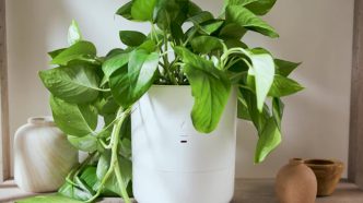 leafypod ai indoor planter 11 - plare.
