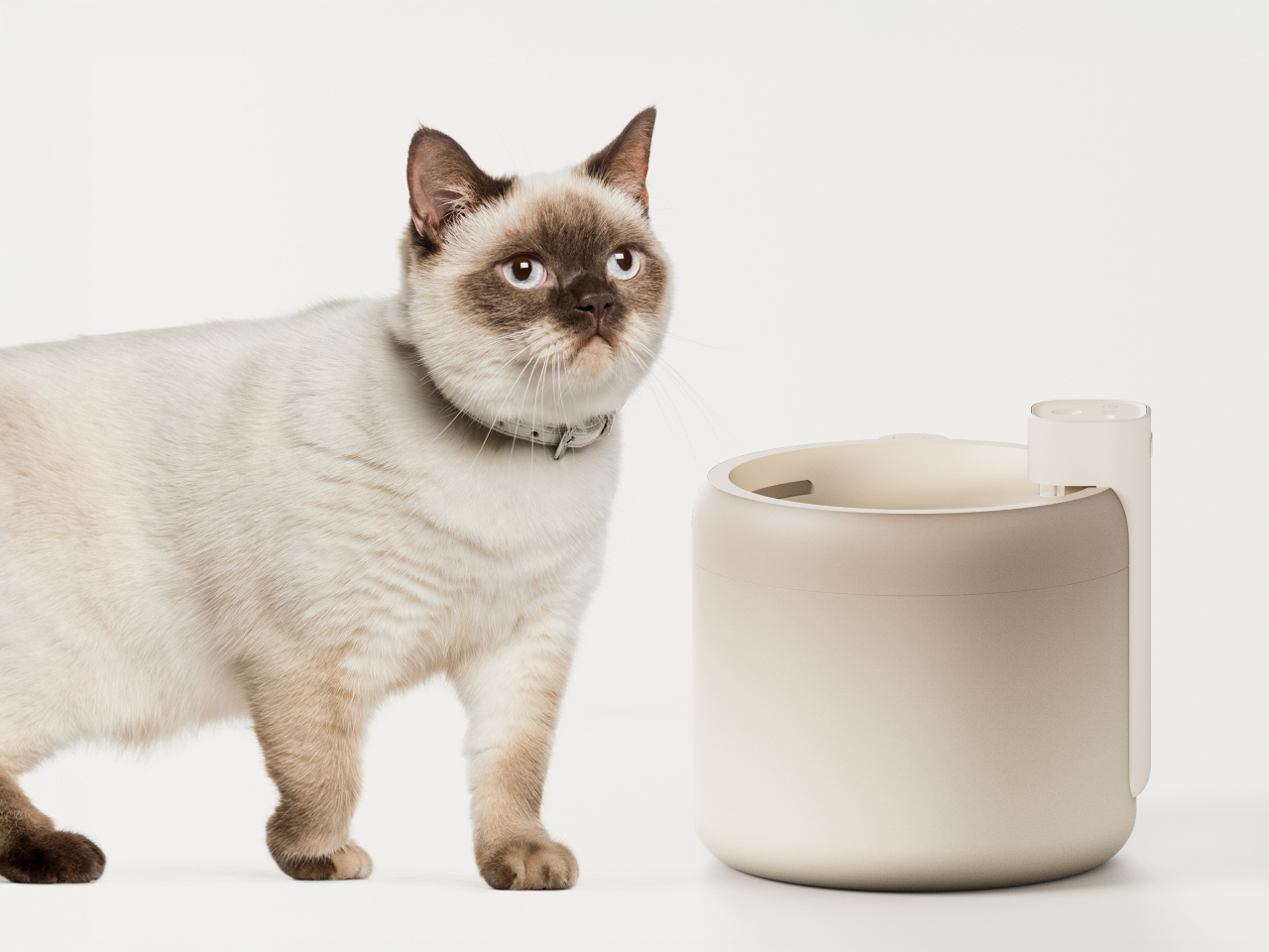 1740410543 498 Decouvrez le Distributeur dEau pour Chats Un Equipement Intelligent - plare.