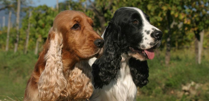 Cocker - plare.