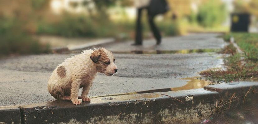 Guide pratique que faire face a labandon dun chien - plare.