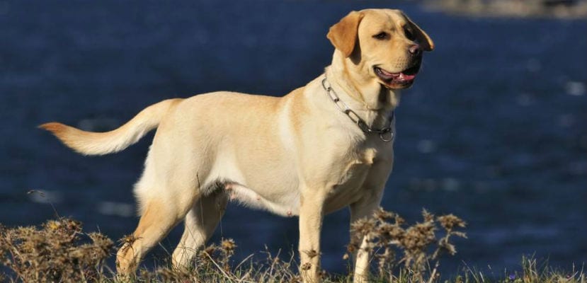 Labrador - plare.