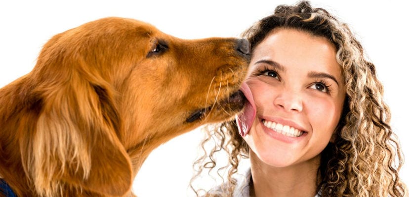 Les secrets de la salive canine proprietes etonnantes et - plare.