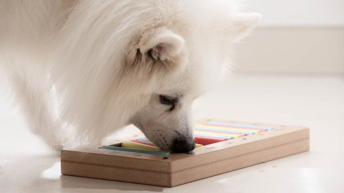 Tests de inteligencia para perros - plare.