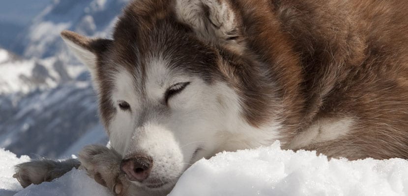 husky siberiano pelaje - plare.