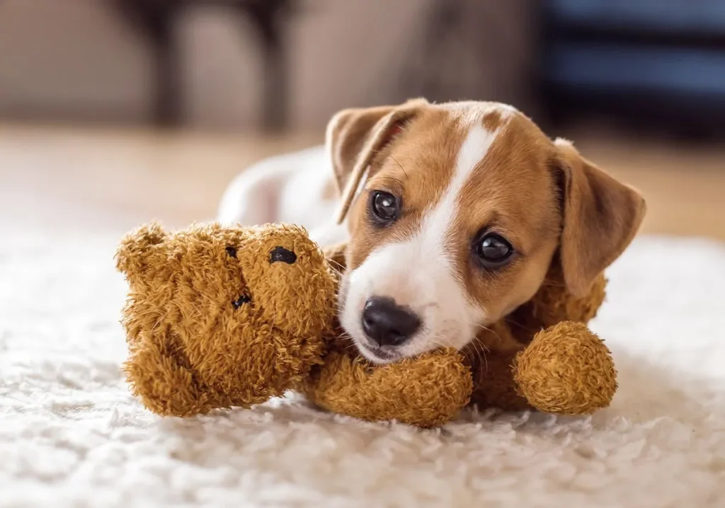 petit chien dappartement - plare.