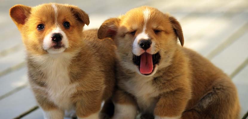 vitaminas para perros - plare.
